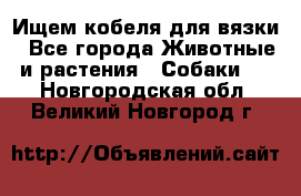 Ищем кобеля для вязки - Все города Животные и растения » Собаки   . Новгородская обл.,Великий Новгород г.